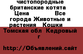 чистопородные британские котята › Цена ­ 10 000 - Все города Животные и растения » Кошки   . Томская обл.,Кедровый г.